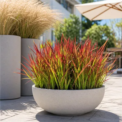 Produktbild von Stauden Gänge 1 x Imperata cylindrica 'Red Baron' im 1 Liter Topf - Japanisches Blutgras - tolle Rotfärbung bis zum ersten Frost - super für Balkon