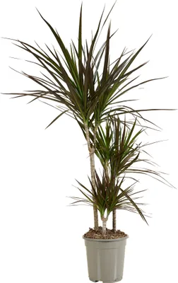 Image de Bloomique - Dracaena Marginata - Dragonnier - Plantes d'intérieur - Purifiant l'air - Très facile d'entretien - Hauteur 90-110 cm - Pot 21 cm