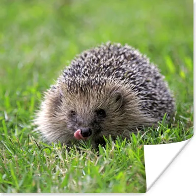 Produktbild von MuchoWow® Poster Igel - Grün - Gras 50x50 cm - Wohnzimmerdekoration