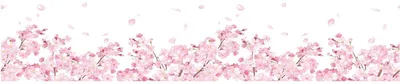 Produktbild von Sichtschutzfolie – Kirschblüten – Aufkleber für Fenster und Duschtüren – 40 x 200 cm
