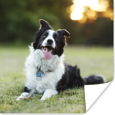 Produktbild von MuchoWow® Poster Ein glücklicher Border Collie, dem die Zunge aus dem Maul hängt 30x30 cm - Wandposter - Printing