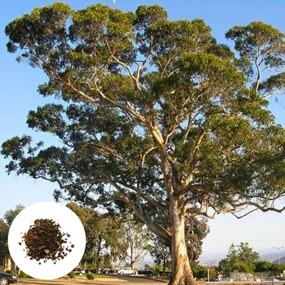 Obrázok produktu pre Semená Eucalyptus Globulus - balenie 50 ks - Rýchlorastúci - Eukalyptus guľatoplodý (modrý)