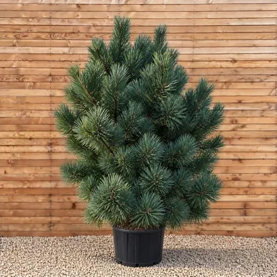 Produktbild von Waldkiefer Watereri 75-125 cm - Pinus sylvestris mehrstämmig, immergrün