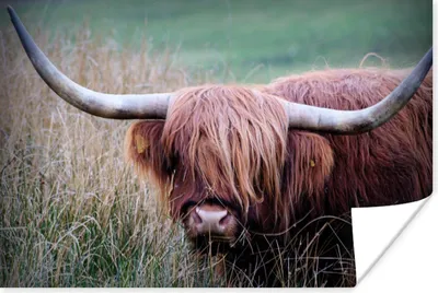Produktbild von MuchoWow® Poster Schottischer Highlander - Hörner - Gras 180x120 cm - Fotoplakat