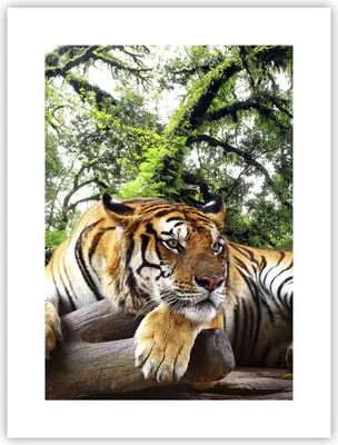 Produktbild von Poster - Poster ohne Rahmen - Tiger Dschungel Ruhe - 30x40 cm - Wand Bild - Wanddeko - Wandbilder - Kunstposter - Wandposter - Bilder - Kunstdruck - Wanddekoration - Wandbild - P2XPA30x40-4166