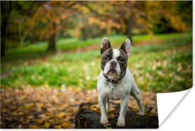 Produktbild von MuchoWow® Poster Französische Bulldogge - Herbst - Baumstamm 90x60 cm - Schlafzimmer