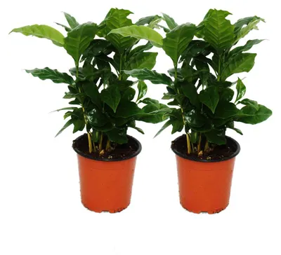 Obrázek produktu pro Kávovník (Coffea arabica) 2 Rostlina - pokojová rostlina