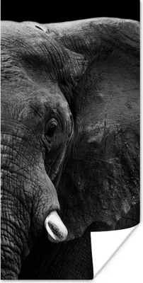 Produktbild von MuchoWow® Poster Tiere - Elefant - Wild - Schwarz - Weiß 60x120 cm - Wandschmuck