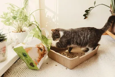 Image de Litière pour chatsen granulés 22 L Litière naturelle 100% biologique à base de foin, compostable Litière écologique pour chats, extrêmement absorbante et anti-odeurs 4x 3kg