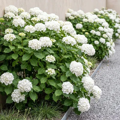 Image de Green boutiQ - Hortensia - Hydrangea macrophylla Blue - Bloem Wit - 1 Plant - Bladverliezend - Weinig Onderhoud - Pot 17cm Hoogte 30cm