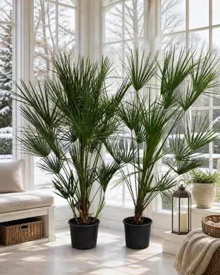 Produktbild von 2 Stück Zwergpalme 160–200 cm – Chamaerops humilis, winterharte Fächerpalme, mediterrane Garten- & Terrassenpflanze
