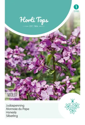 Produktbild von Silberling Violett | Blumensamen von Hortitops [MHD 07/2024]