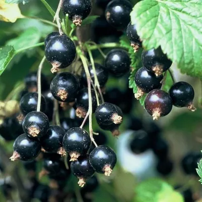 Produktbild von Ben Lomond schwarze Johannisbeere leicht säuerlich Busch 40-60 cm im 3 Liter Topf