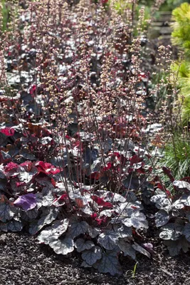 Produktbild von Heuchera micrantha 'Silver Scrolls', Purpurglöckchen, silbrig, ca. 11x11 cm Topf