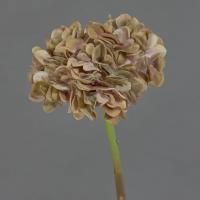 Produktbild von artplants.de Künstliche Hortensie Mandisa, braun-rosa, 65cm - Kunstblume Hortensie
