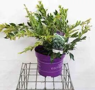 Productafbeelding van Distylium myr. 'Vintage Jade'® - Distyliumstruik, 40-50 cm, pot