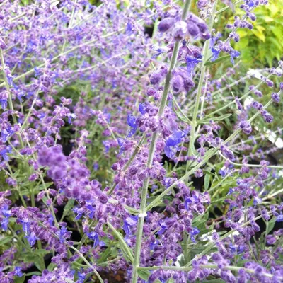 Image de 2 x  Blauraute  - Perovskia atriplicifolia « Little Spire »  | 30-40 cm en pot
