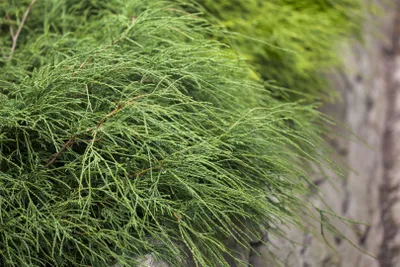 Produktbild von Chamaecyparis pisifera 'Filifera Nana', Zwerg-Scheinzypresse, 20–25 cm