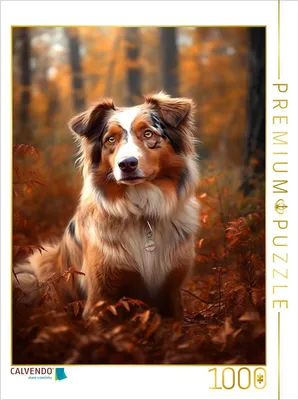 Produktbild von CALVENDO Puzzle Ein Motiv aus dem Kalender Australian Shepherd | 1000 Teile Lege-Größe 64x48cm Foto-Puzzle für glückliche Stunden