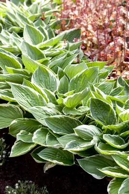 Produktbild von Hosta 'Patriot', Funkie, grün-weiß, ca. 3-5 Liter Container