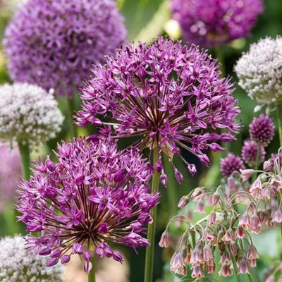 Image de 640x Bulb Garden Allium - Bollentuinsierui - Diversen - Zomerbloeier - Bolmaat 10/12