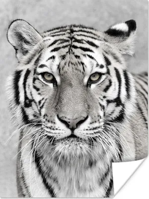 Produktbild von MuchoWow® Poster Tiger - Natur - Schwarz - Weiß 90x120 cm - Wohnzimmer