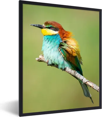 Produktbild von MuchoWow® Gerahmtes Poster Vogel - Tiere - Bienenfresser 60x80 cm - Poster mit Schwarzem Bilderrahmen Wandposter Rahmen Foto Bilder - Premium - Wanddeko Wohnzimmer