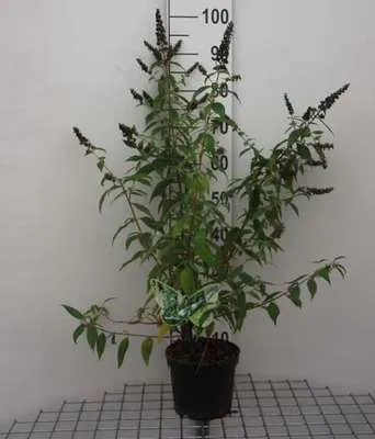 Zdjęcie produktu dla Buddleja 'Argus White'® - Krzew motylkowy 40- pojemnik 60 cm