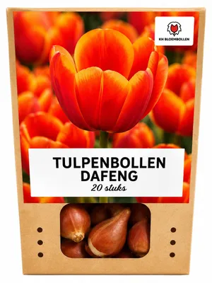 Productafbeelding van Tulpenbollen 'Dafeng' | 20 stuks | Grote oranje tulpen - 30-50cm - Ø5cm - Bloembol - Tuinplant