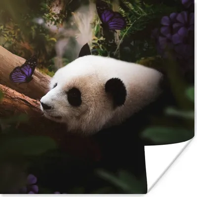 Produktbild von MuchoWow® Poster Tiere - Dschungel - Panda 75x75 cm - Wand Dekoration