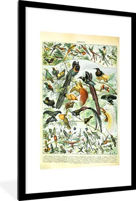 Produktbild von MuchoWow® Gerahmtes Poster Vögel - Natur - Tiere 60x90 cm - Poster mit Schwarzem Bilderrahmen Wandposter Rahmen Foto Bilder - Dekoration - Wandposter Wohnzimmer - Hochwertig