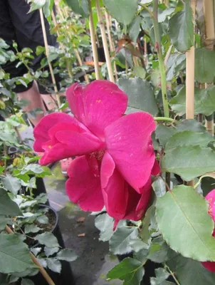 Produktbild von Kletterrose Guinee - Rosa Guinee - Mallerin Rose - stark duftend
