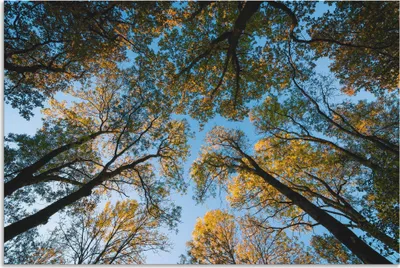 Produktbild von ARTland Wandbild Alu für Innen & Outdoor Herbst im Wald Größe: 60x40 cm