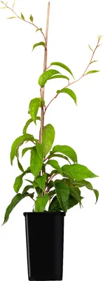 Immagine prodotto di Aktinidia Purpurna Sadowa femmina 1L