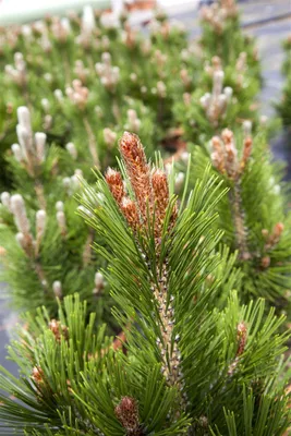 Produktbild von Pinus heldreichii 'Little Dracula', Bosnische Kiefer, kompakt, 30–40 cm