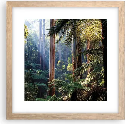 Produktbild von Gerahmtes Poster - Rahmen in heller Eiche - Morgendämmerung Bäume Wald - 30x30 cm - Wand Bild - Wanddeko - Wandbilder - Kunstposter - Wandposter - Bilderrahmen - Bilder - Kunstdruck - P2NAC30x30-4403
