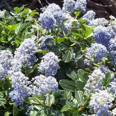 Obrázok produktu pre 2 x  vrecovka  - Ceanothus 'Edinburgh'  | 30-40 cm v kontajneri