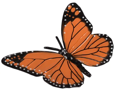 Produktbild von Eduplay Schmetterling Lebenszyklus Lernspielzeug - lehrreich