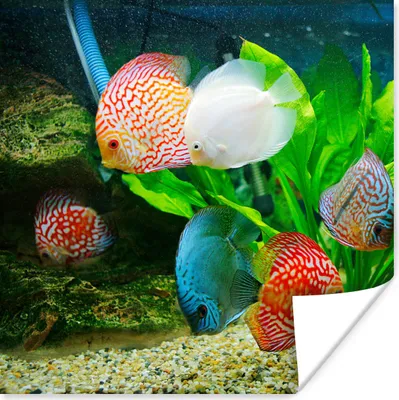 Produktbild von MuchoWow® Poster Fische in einem Aquarium 75x75 cm - Wand Dekoration
