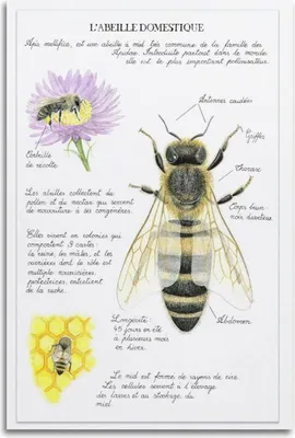 Immagine prodotto di YTNSA Poster Decorativo Moderno su Tela 30x45cm Stampa Artistica da Parete