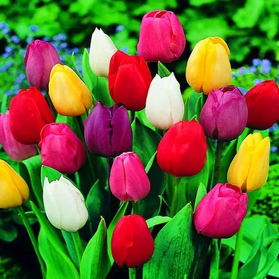 Zdjęcie produktu dla Tulipan na kg Mix 1 kg Tulipany Cebulki Tulipanów Cebule