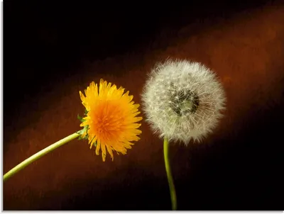 Produktbild von ARTland Glasbild Pusteblume Löwenzahn Größe: 60x45 cm