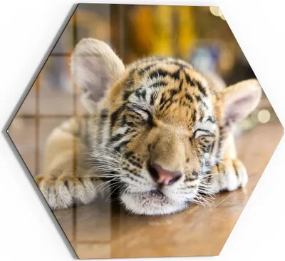Produktbild von DEQORI Glasbild Echtglas 40x35 cm 'Schlafendes Tigerbaby' Wandbild Bild modern Deko