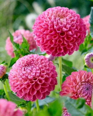 Produktbild von Balldahlie "Jowey Frambo",  rosa  - -  Dahlienknolle