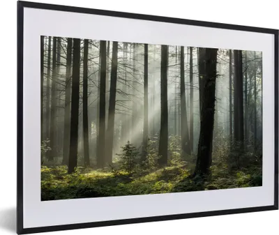 Produktbild von MuchoWow® MuchoWow® Gerahmtes Poster Wald - Pflanzen - Nebel 60x40 cm - Poster mit zchwarzem Bilderrahmen - Schlafzimmer - Plakat in Rahmen - Drucken