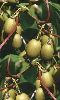 Produktbild von Actinidia arguta 'Bayern' (vrl) - Bayern-Kiwi | 50-60 cm im topf