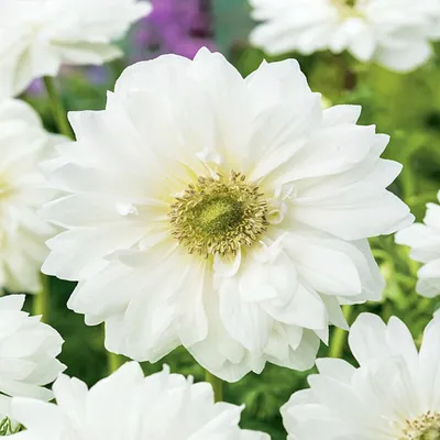 Obrázok produktu pre Anemone Full White Mount Everest 10 ks žiaroviek Anemone