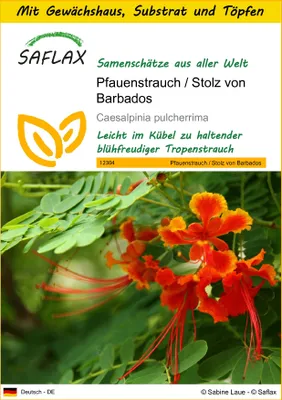 Produktbild von SAFLAX Anzucht Set - Pfauenstrauch / Stolz von Barbados - Caesalpinia pulcherrima - 10 Samen - Mit Mini-Gewächshaus, Anzuchtsubstrat und 2 Töpfen