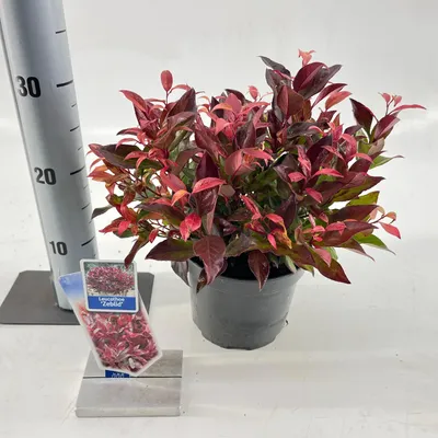 Produktbild von Leucothoe 'Zeblid' - Traubenmyrte | 25-30 cm im Topf