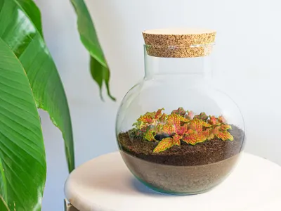 Produktbild von Flaschengarten DIY - Noah - Ökosystem mit Pflanzen im Glas - Ø 18,5 cm ↑ 19 cm